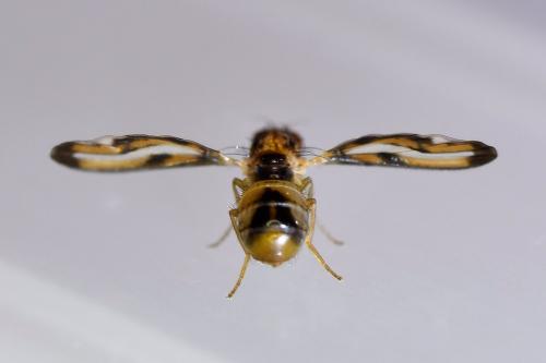 Toxoneura muliebris